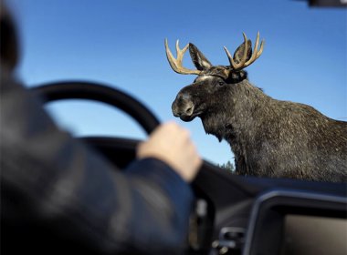 Система охраны животных на дороге